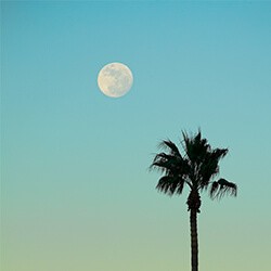 palm tree with moon in background
