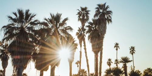palm trees in front of setting sun