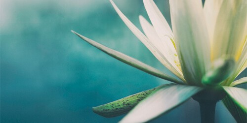 artistic flower