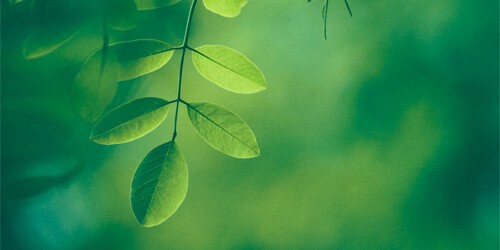 artistic leaf